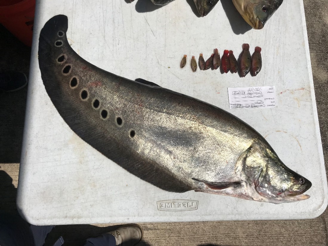 Clown knifefish 3.jpg U.S. Geological Survey